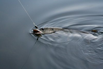 IMG_5464.jpg