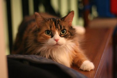 IMG_6003.jpg