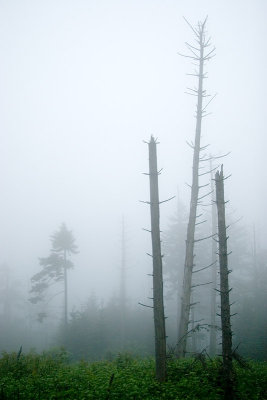 IMG_3743-c.jpg