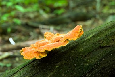 IMG_3975.jpg