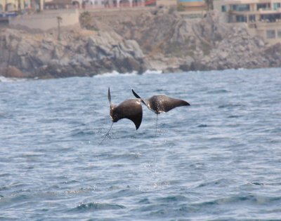 IMG_3316.JPG
