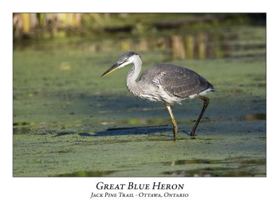 Great Blue Heron-014