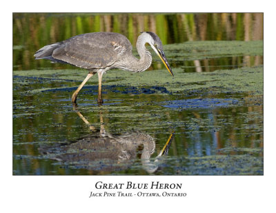 Great Blue Heron-016