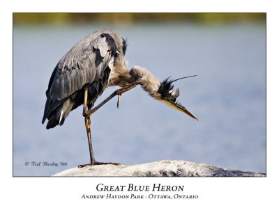Great Blue Heron-020