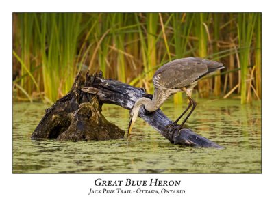 Great Blue Heron-023