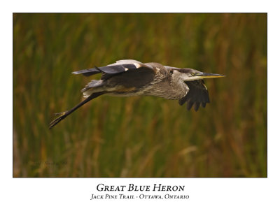 Great Blue Heron-024