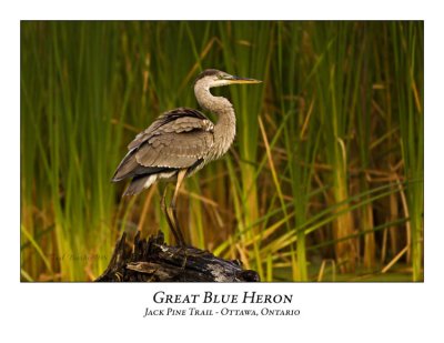 Great Blue Heron-025