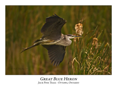 Great Blue Heron-026