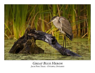 Great Blue Heron-027