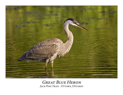 Great Blue Heron-028