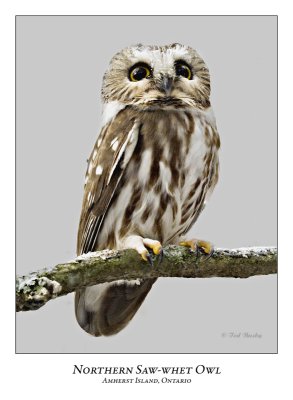 Northern Saw-whet Owl-025