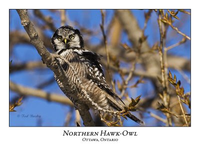 Northern Hawk-Owl-030