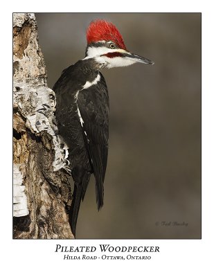 Pileated Woodpecker-014