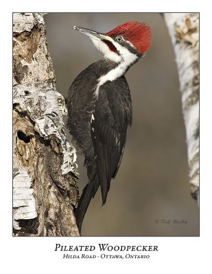 Pileated Woodpecker-015