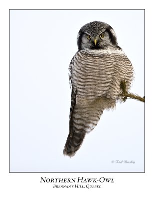 Northern Hawk Owl-036