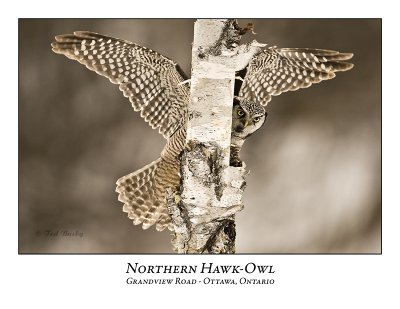 Northern Hawk-Owl-040