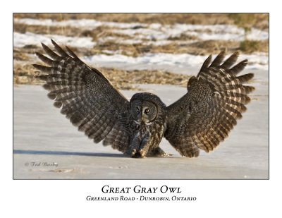 Great Gray Owl-020