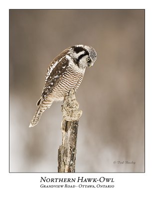 Northern Hawk-Owl-043
