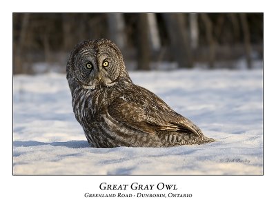Great Gray Owl-021