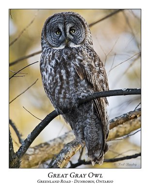 Great Gray Owl-023