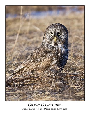 Great Gray Owl-033