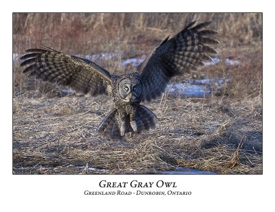 Great Gray Owl-044