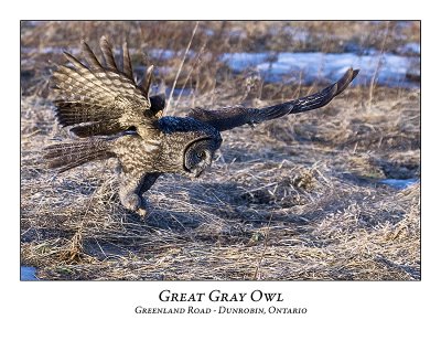 Great Gray Owl-048