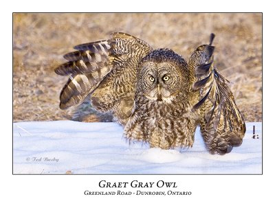 Great Gray Owl-049