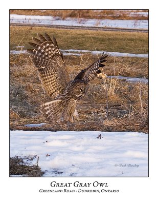 Great Gray Owl-055