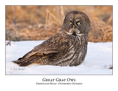 Great Gray Owl-057
