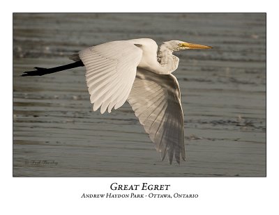 Great Egret-041