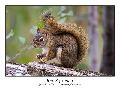 Red Squirrel-014