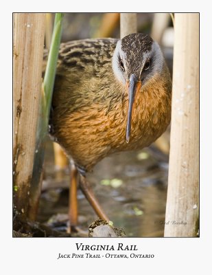 Virginia Rail-011