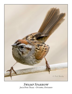 Swamp Sparrow-008