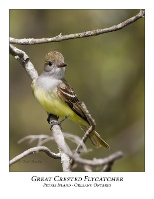 Great-crested Flycatcher-002