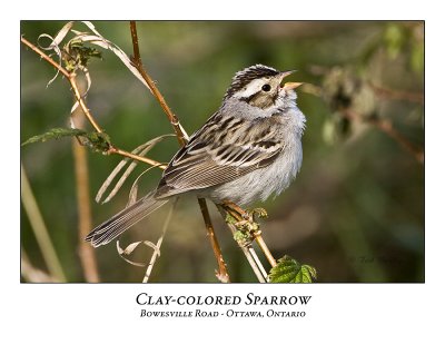 Clay-coloured Sparrow-013