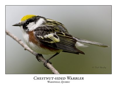 Chestnut-sided Warbler-012