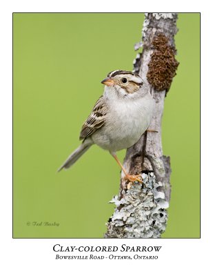 Clay-colored Sparrow-036