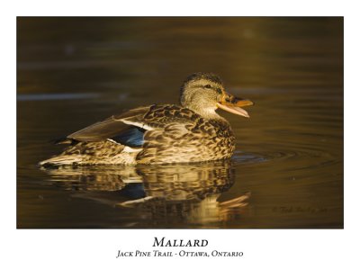 Mallard-007