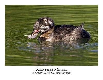 Pied-billed Grebe-024