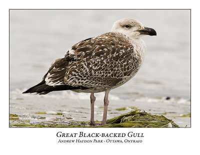 Great Black-backed Gull-001