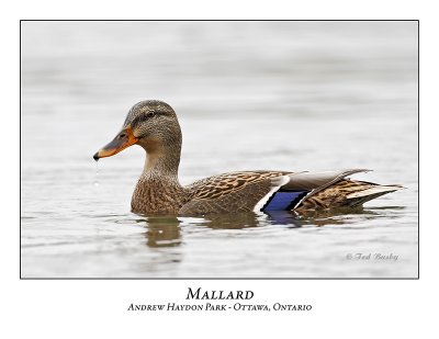 Mallard-010