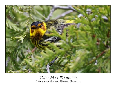 Cape May Warbler-005