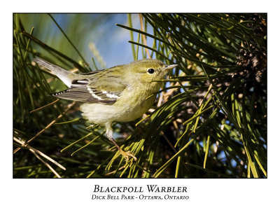 Blackpoll Warbler-001