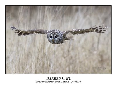 Barred Owl-010