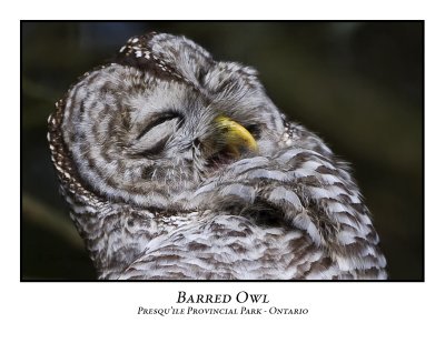 Barred Owl-012