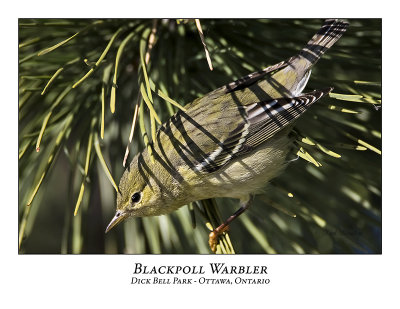 Blackpoll Warbler-002