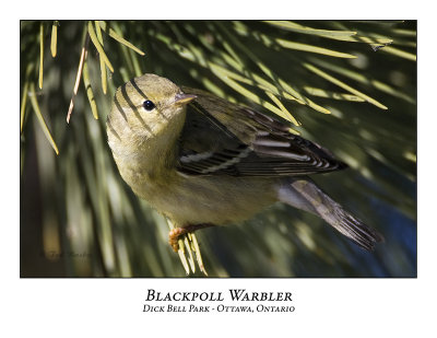 Blackpoll Warblers