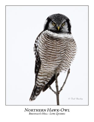 Northern Hawk Owl-046