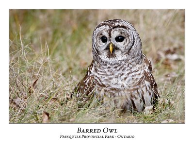 Barred Owl-015